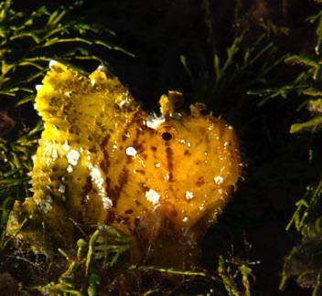 Leaf Scorpion Fish